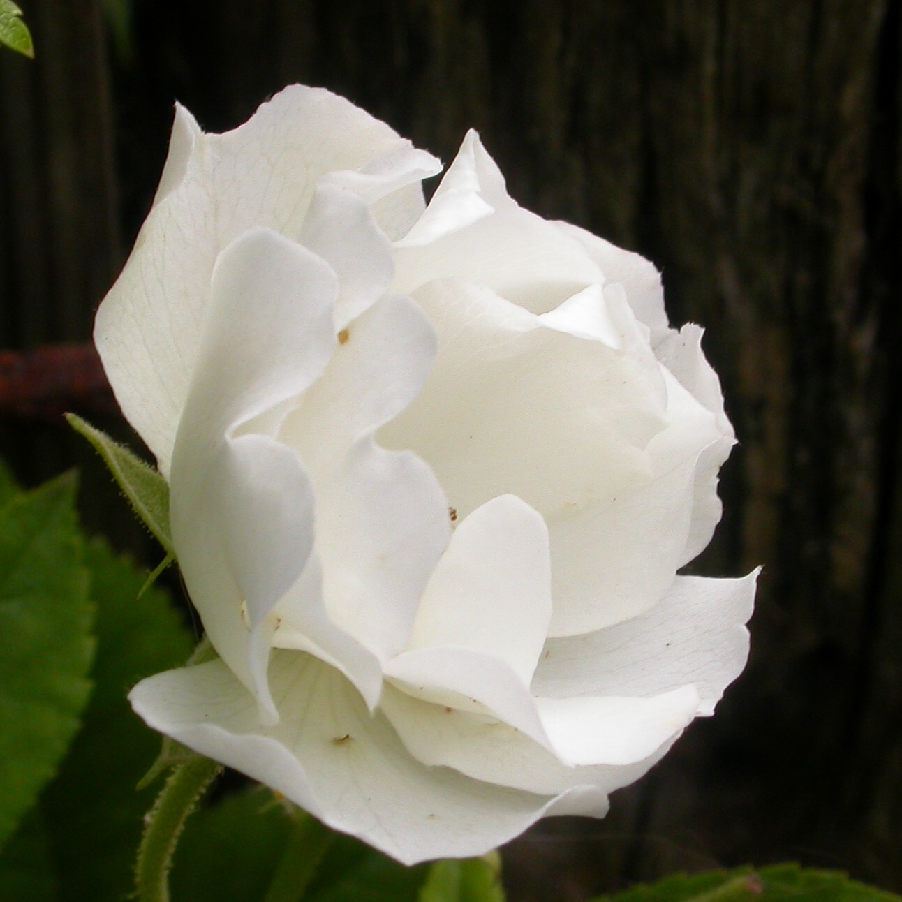 White Flight – Bild 4