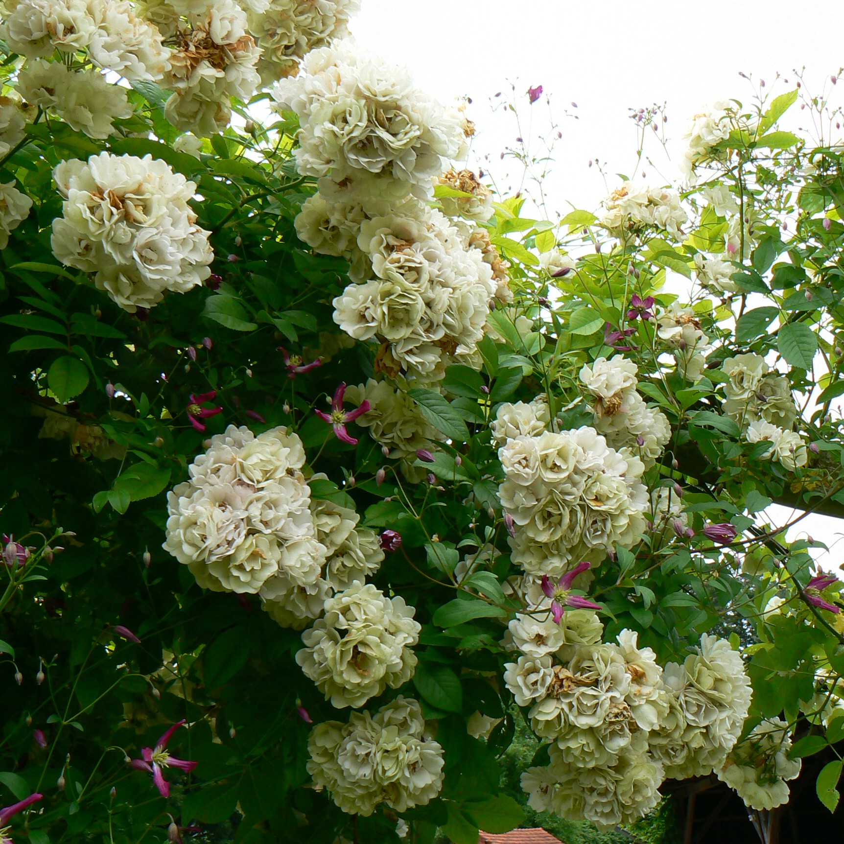 White Flight – Bild 6