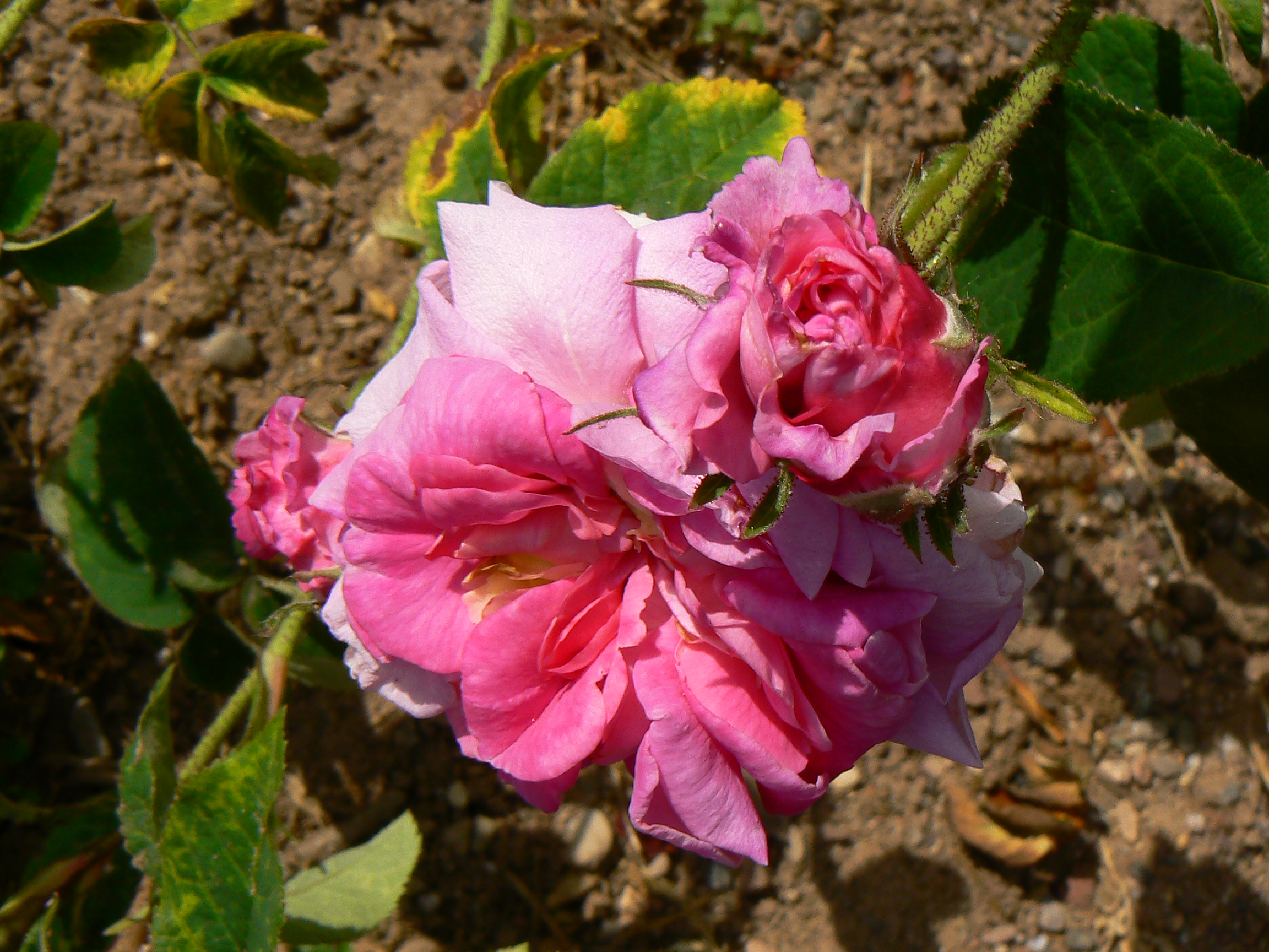 Töpfnerrose – Bild 5