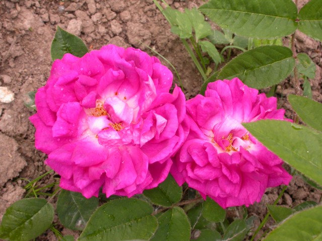 Moosrose Oldenburg – Bild 3