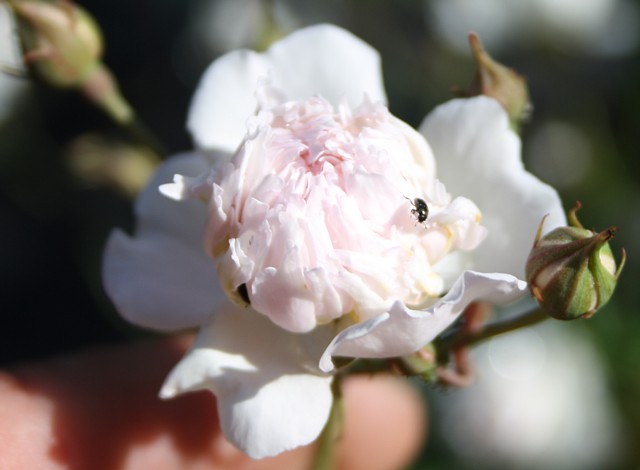 Rosa anemoneflora – Bild 2