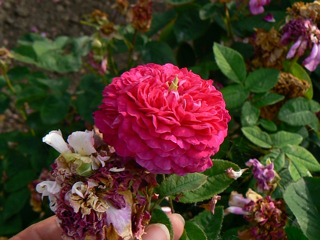 Bérénice – Bild 2