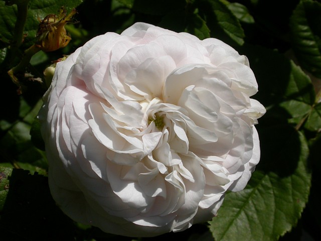 Blanchefleur – Bild 4