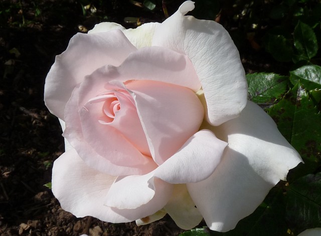 Chandos Beauty – Bild 2