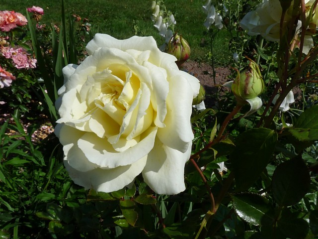 Elfe – Bild 6