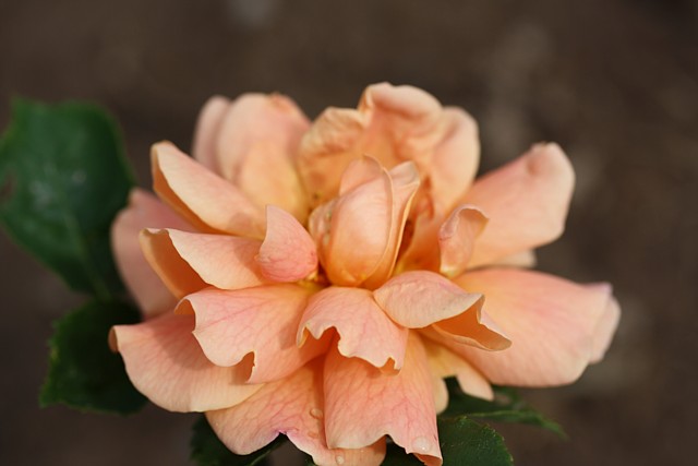 Erzgebirgsrose – Bild 2