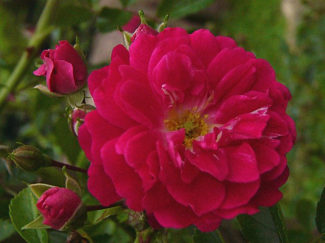 Faust Roter Rambler – Bild 3