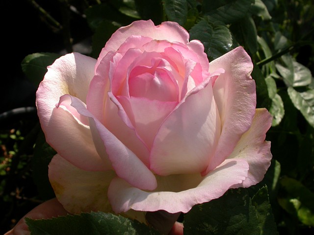 Honoré de Balzac – Bild 2