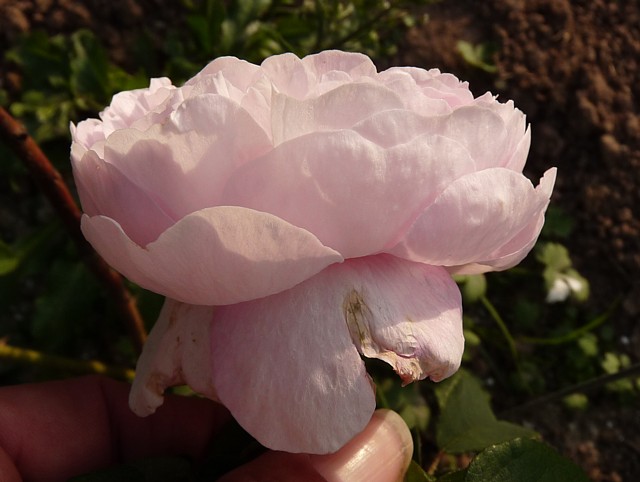 Maidens Blush Turowsky – Bild 2