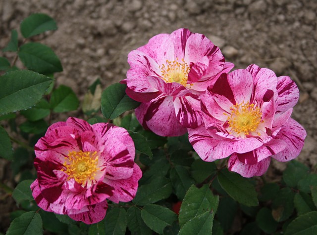 Roseraie de Commer