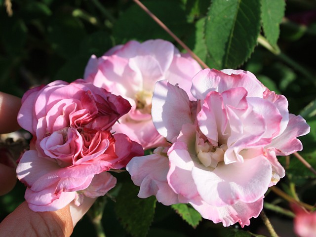Töpfnerrose – Bild 3