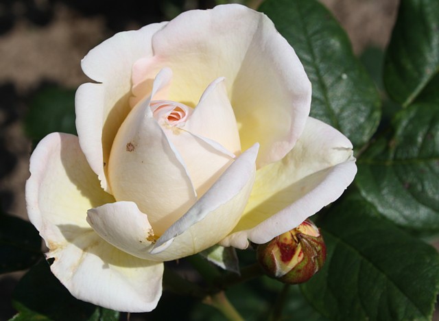 Uetersener Klosterrose – Bild 2