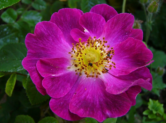 Violacea – Bild 3