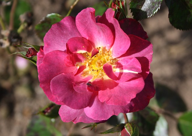Wild Rover – Bild 3