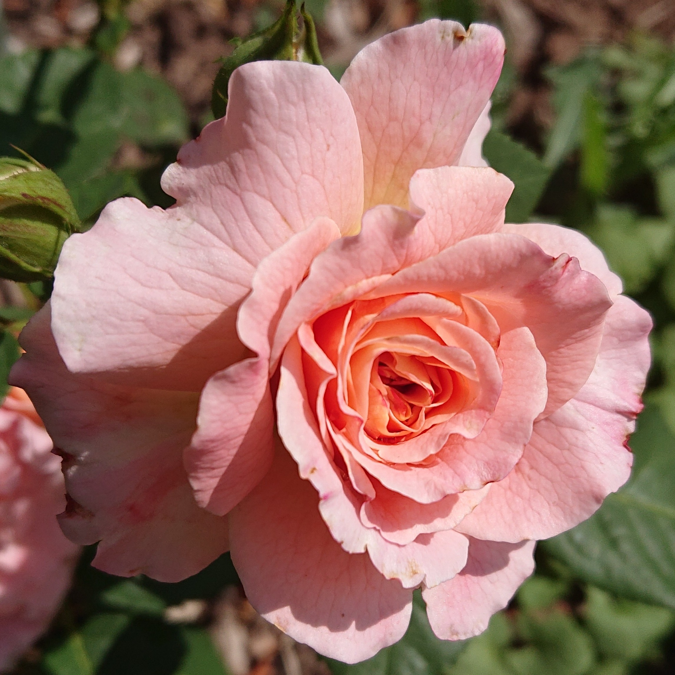 Augusta Louise – Bild 7