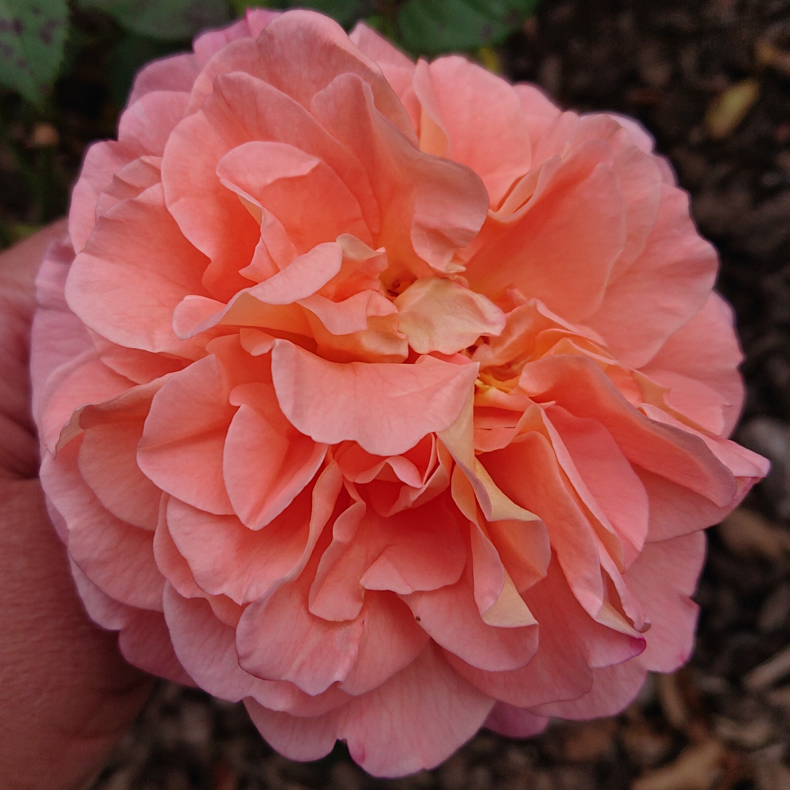 Augusta Louise – Bild 5