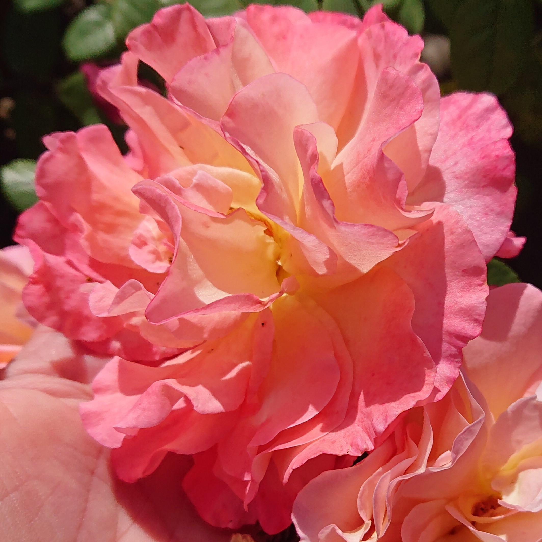 Augusta Louise – Bild 3