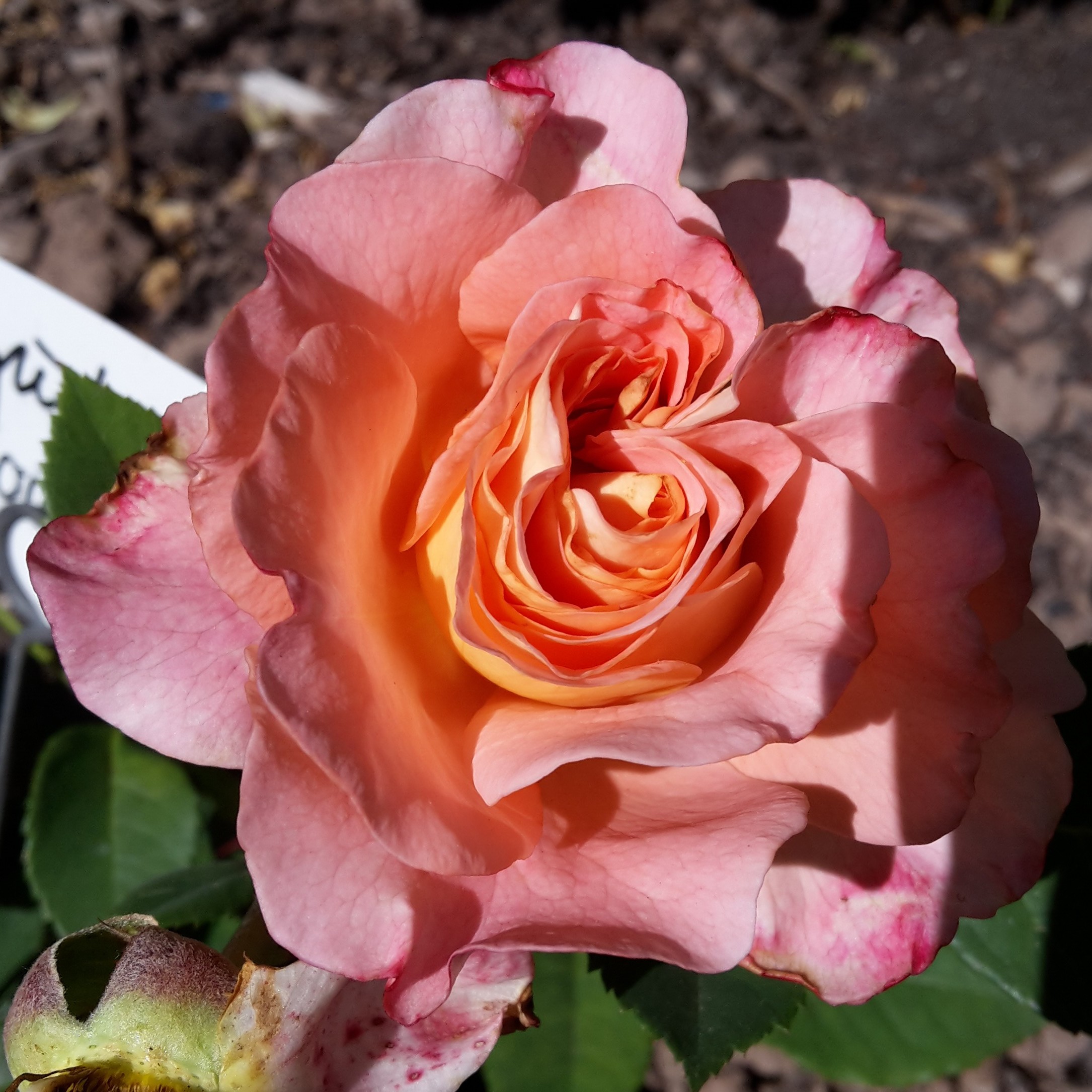 Augusta Louise – Bild 2