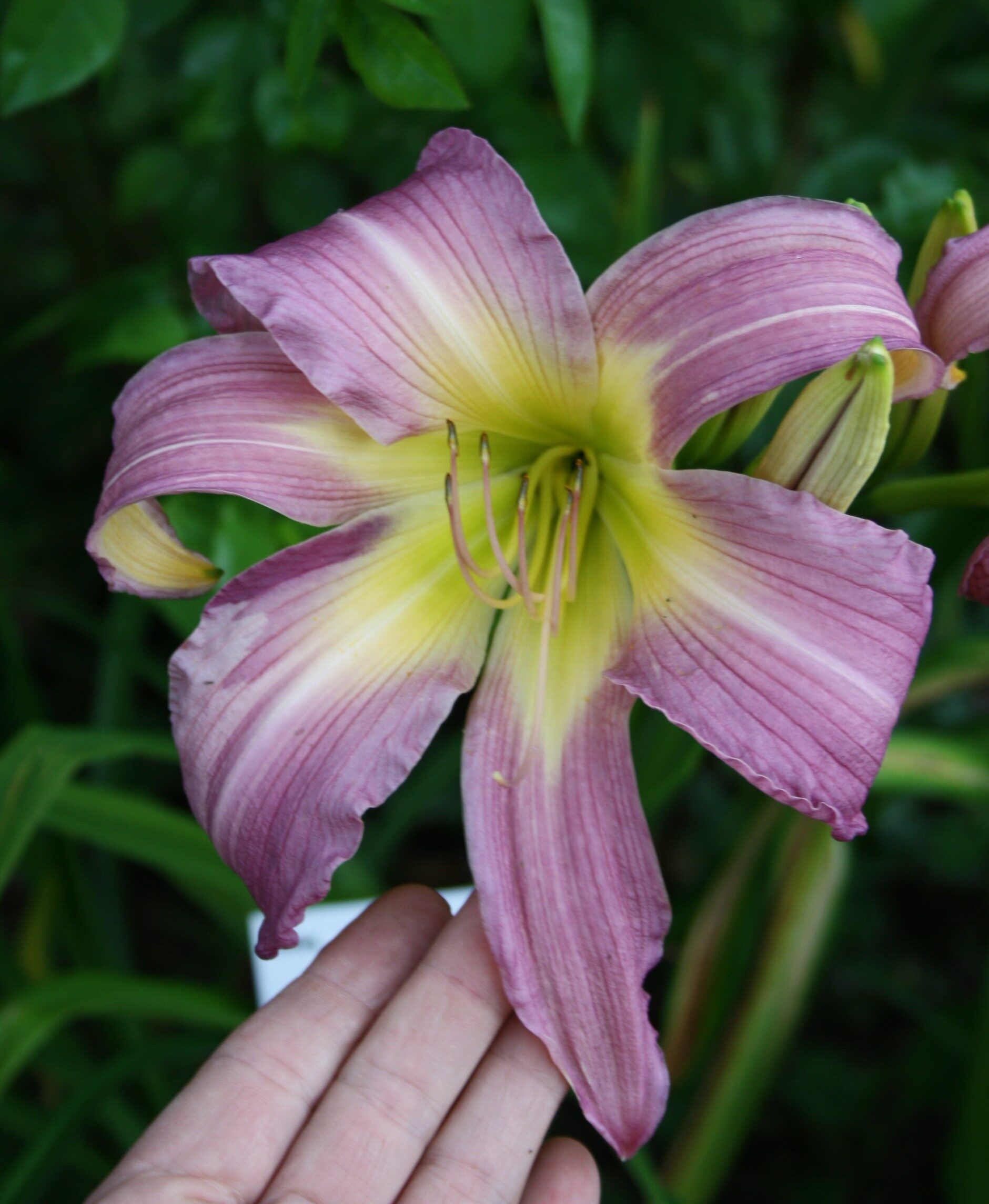 Berleyer Blauer Chiffonschal – Bild 5