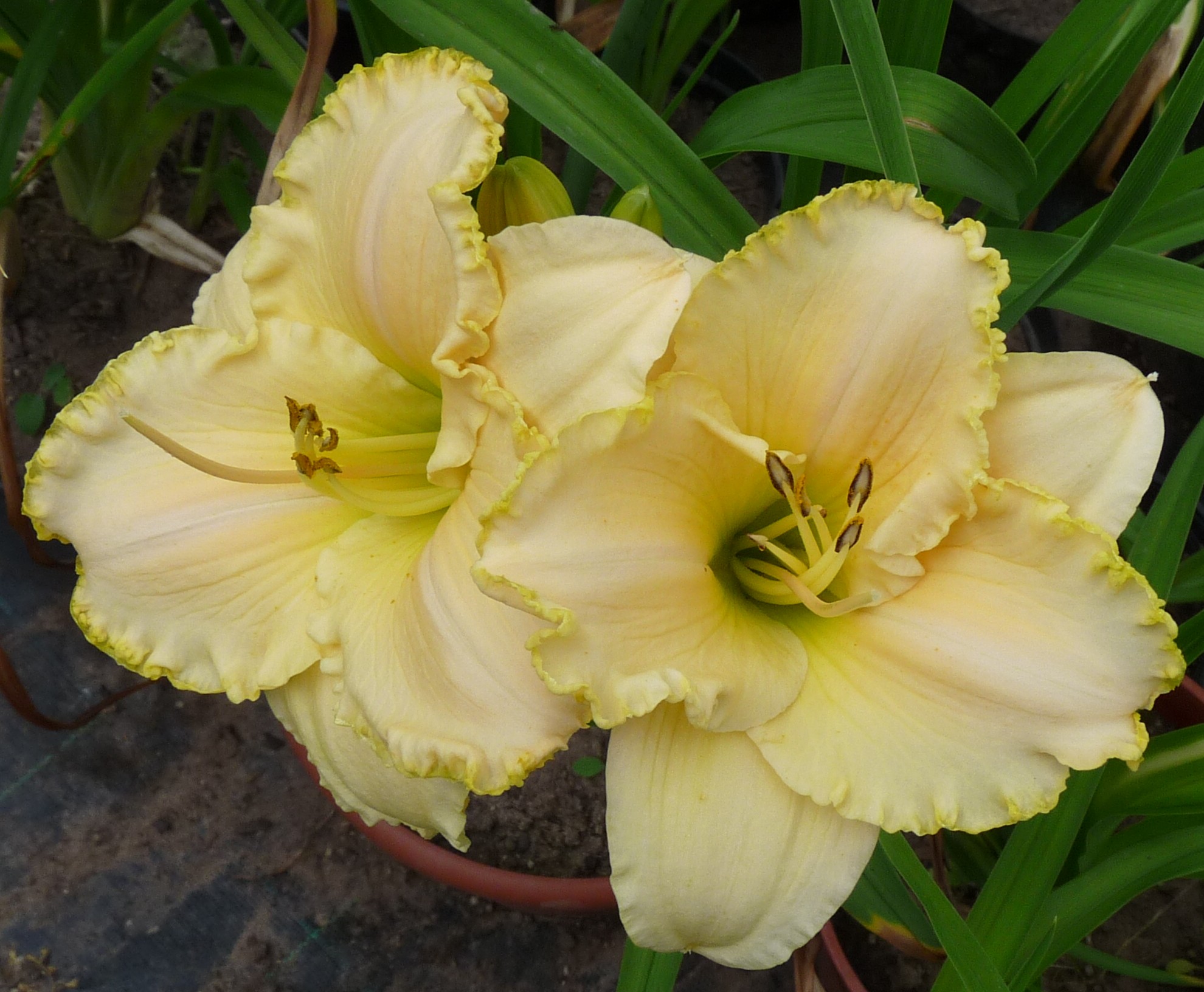 Vollmondlicht – Bild 5