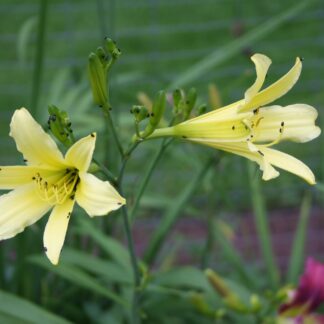 Hemerocallis Altissima