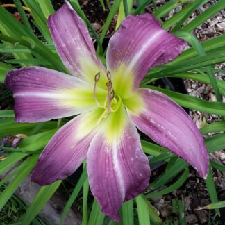 Berleyer Blauer Chiffonschal