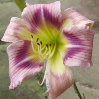 Berleyer Blauge