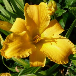 Berleyer Goldelse