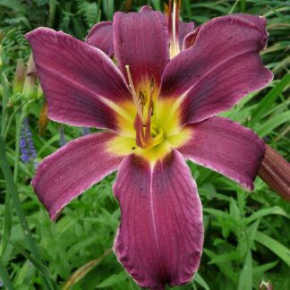 Berleyer Seidenschlips