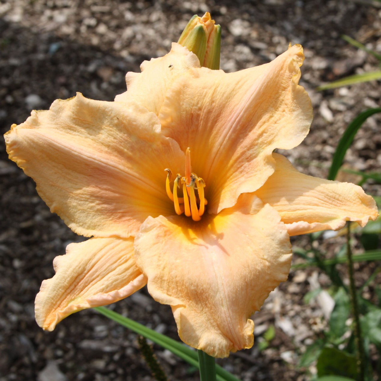 Berleyer Sommerlächeln – Bild 4