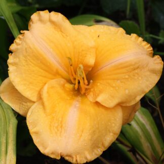 Brazilian Orange