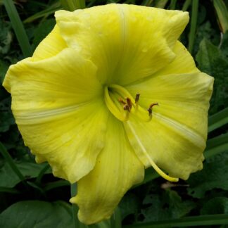Fantastic Limone