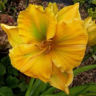 Golden Hibiscus