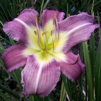 Berleyer Loulila