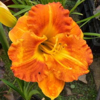 Margaret Seawright