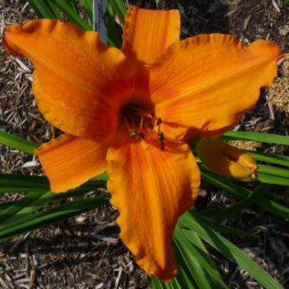 Orange Splash