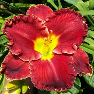 Outback Red