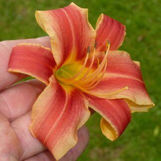 Ribbonette