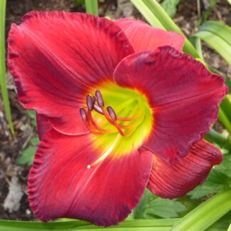 Scarlet Orbit