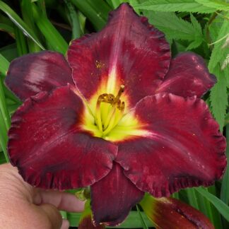 Schwarze Maria