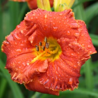 Spacecoast Tiny Inferno