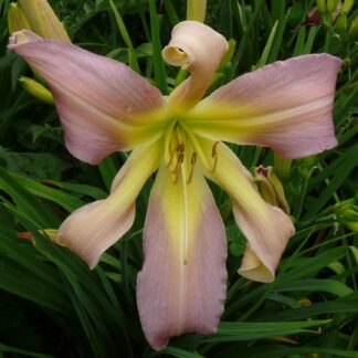Spirit of Sapelo