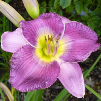 Berleyer Violetta