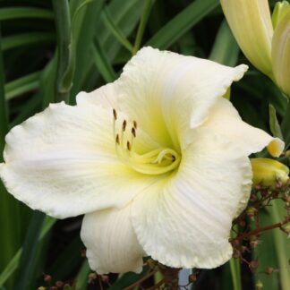 White Pansy