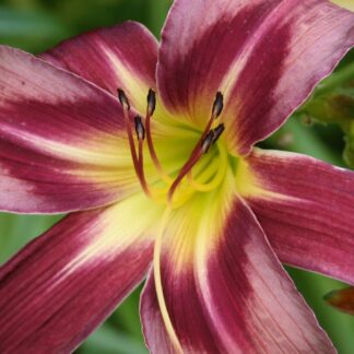 Berleyer Zerbinetta