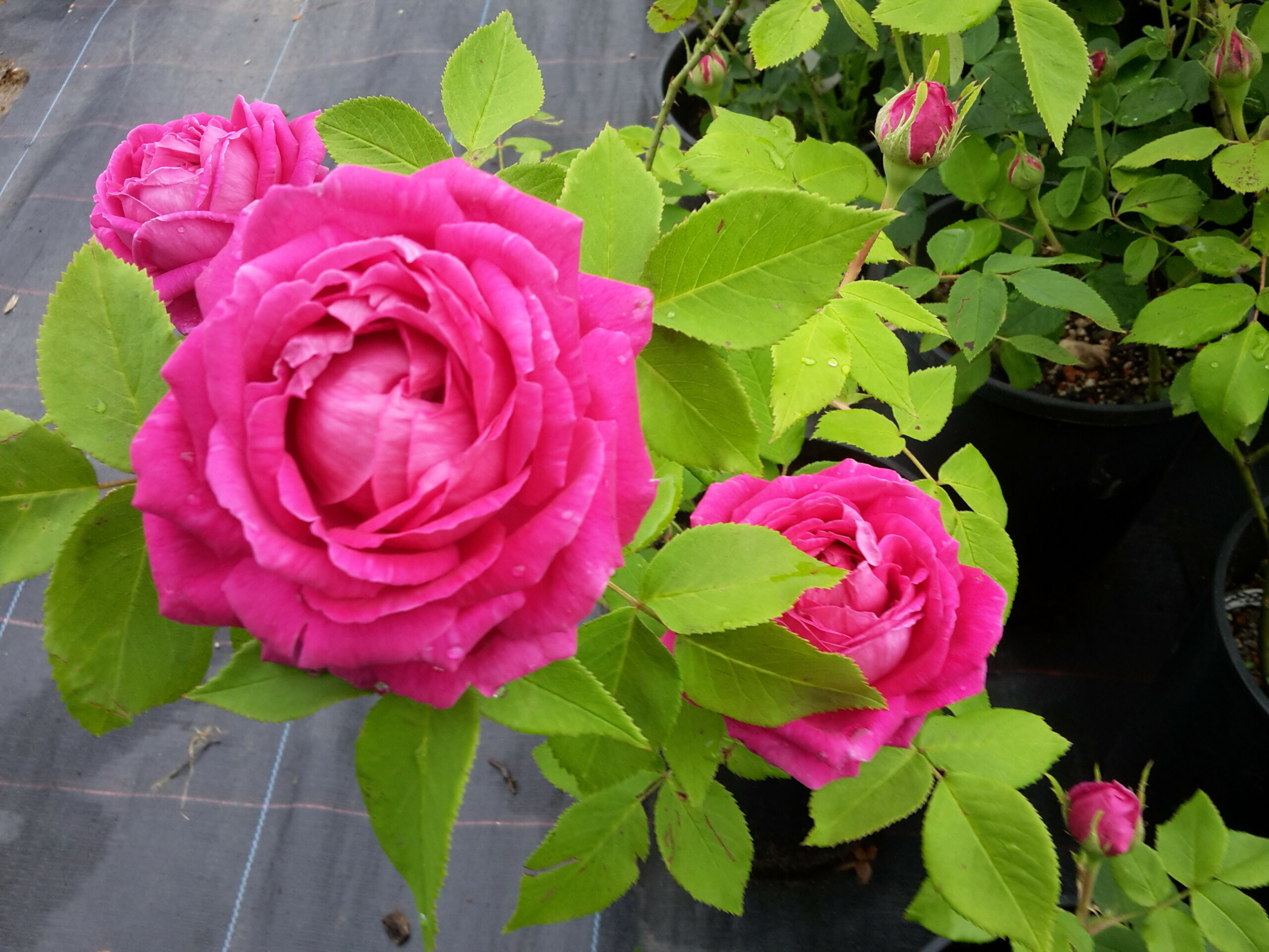 Biggis Rose – Bild 4