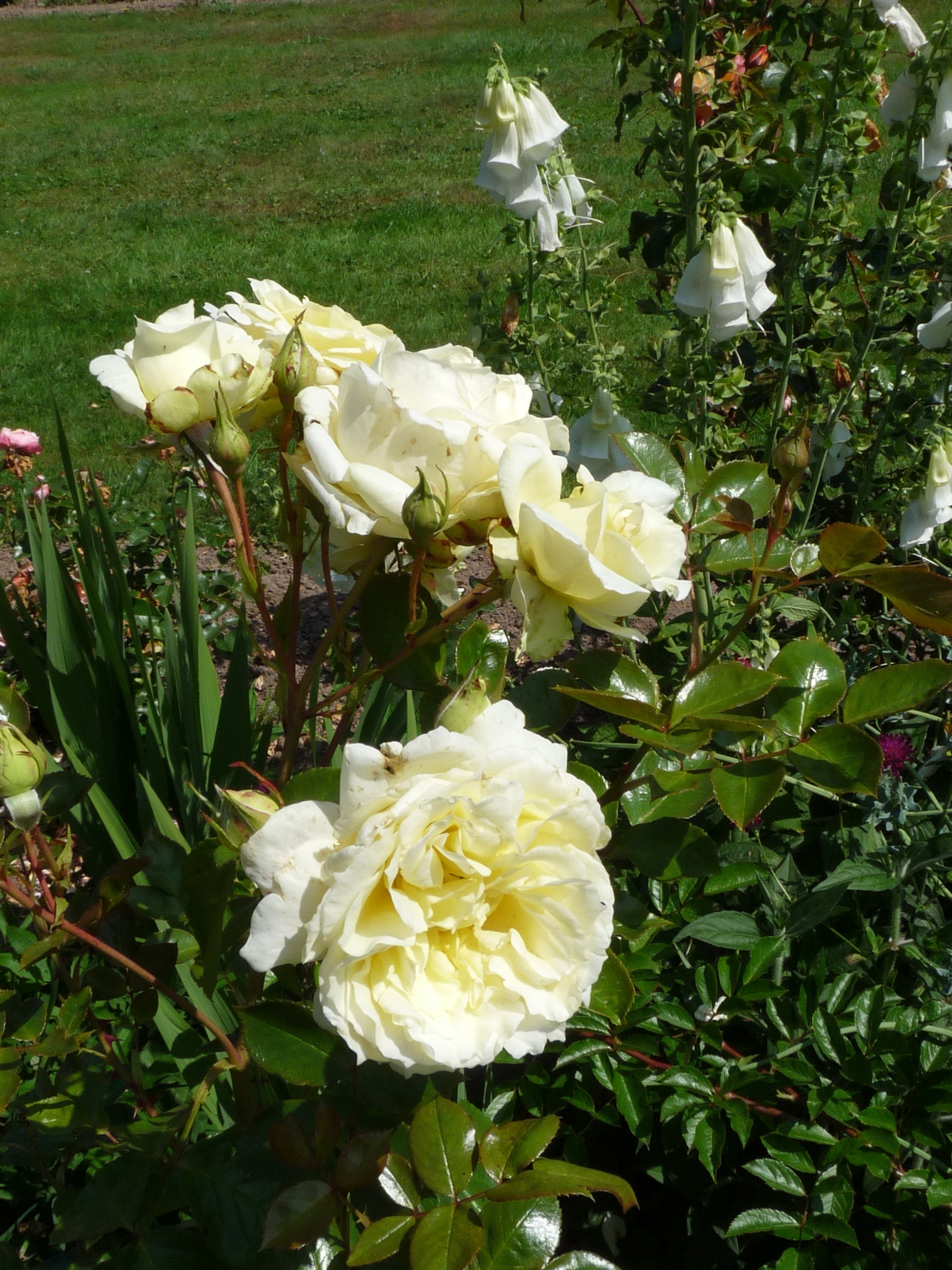 Elfe – Bild 4
