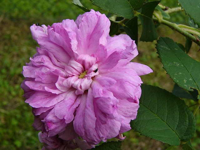 Apfelbaum Buchner Bremke