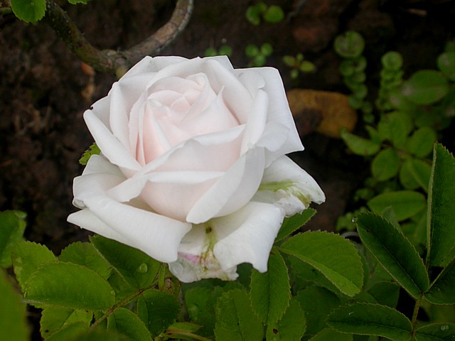 Blanchefleur – Bild 3