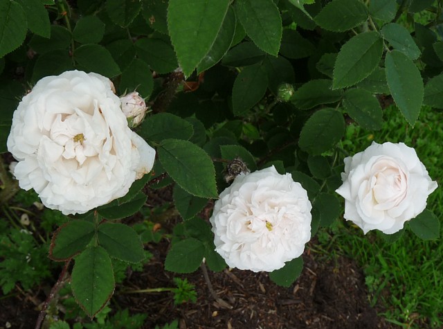 Botzaris – Bild 4